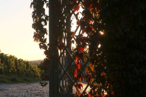 OTD HYM im Rheingau