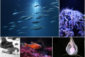 Stralsund - Ozeaneum